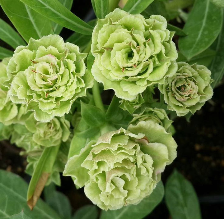Light Green Adenium Obesum Flower Seeds for Planting – Long Bloom Season, Heirloom, Non-GMO