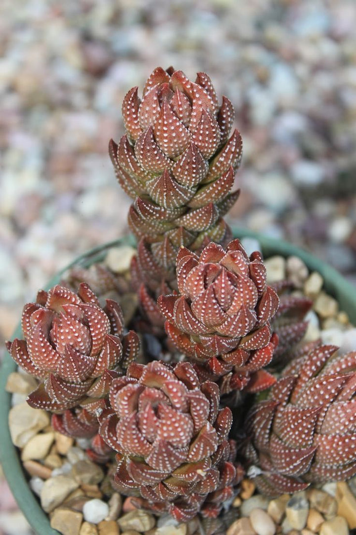 Brown Haworthia Reinwardtii Herb Seeds for Planting – Heirloom, Non-GMO Seeds Ideal for Beginner Gardens