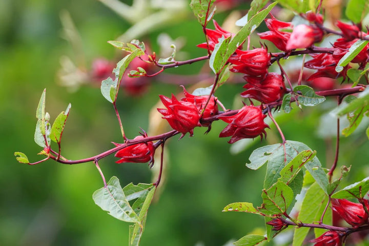 Roselle Flower Seeds for Planting – Heirloom Non-GMO, High Germination Organic Garden Seeds