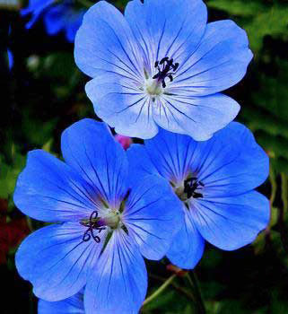 Light Blue Geranium Pelargonium Flower Seeds for Planting 100 pcs - Garden Favorite, Heirloom & GMO Free Seeds for Home Garden