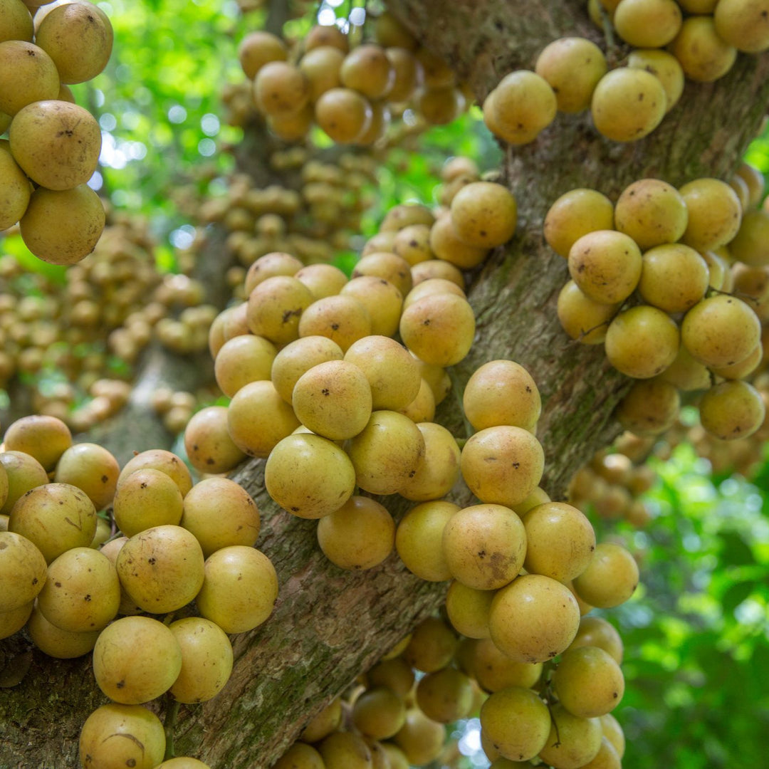 Burmese Grape fruit seeds for planting - Heirloom & Non-GMO Garden seeds, rare exotic tropical trees for gardens