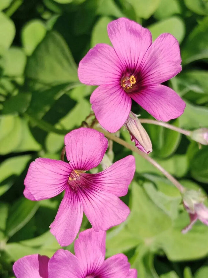 Oxalis Articulata Flower Seeds for Planting | Heirloom Non-GMO High Germination Organic Garden Seeds