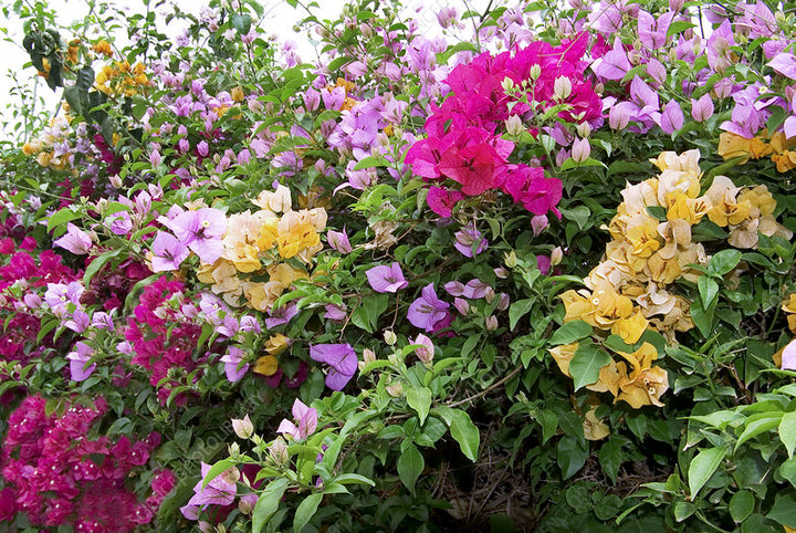 Mixed Bougainvillea Flower seeds for Planting - Low Maintenance, Heirloom & GMO Free Seeds for Home Garden, Non-GMO