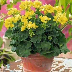 Flower Seeds, Seeds,Seeds For Planting,Plant Seeds