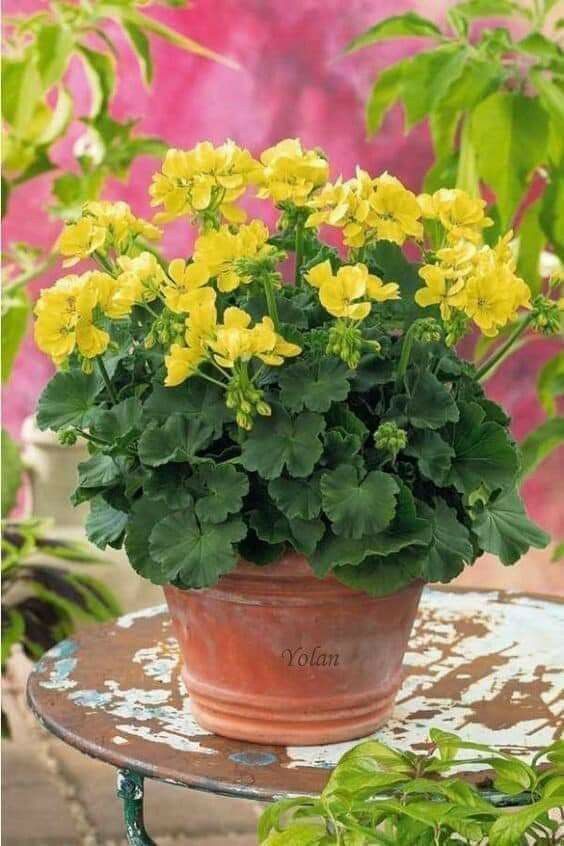 Flower Seeds, Seeds,Seeds For Planting,Plant Seeds