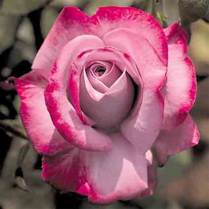 Dark Pink Osiria Rose Flower Seeds for Planting – Heirloom, Non-GMO, High Germination Garden Seeds