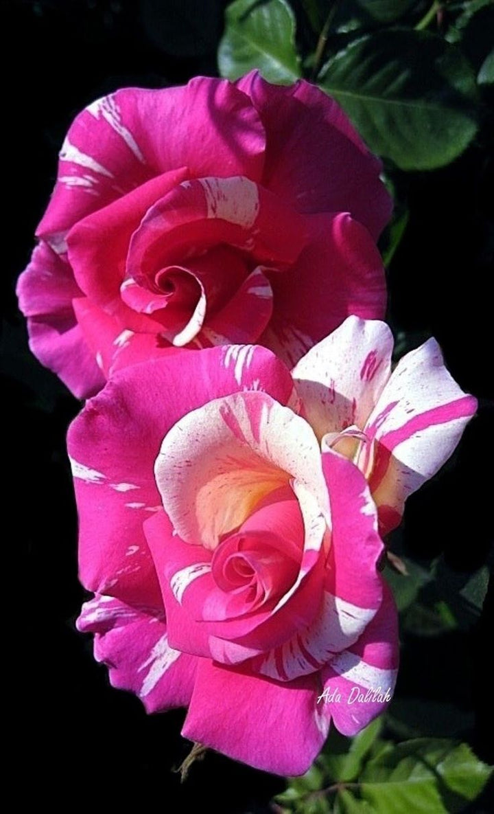 Light Pink Osiria Rose Flower Seeds for Planting – Hardy Variety, Heirloom, Non-GMO, High Germination Organic Garden Seeds