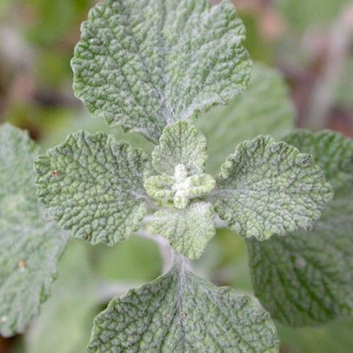 Green Horehound Herb Seeds for Planting – Heirloom, Non-GMO Seeds for Naturally Fresh Herbal Gardens