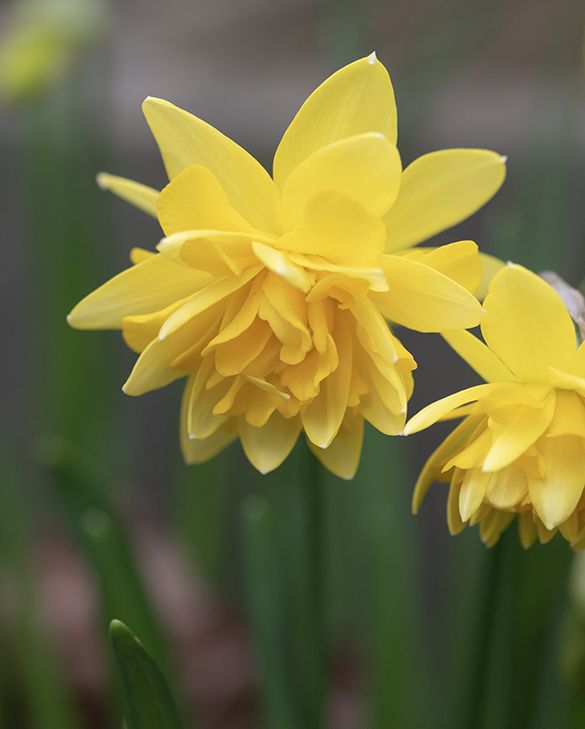 Yellow Double Narcissus Flower Seeds for Planting – Heirloom, Non-GMO, Sun Loving, High Germination