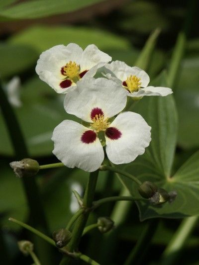 Green Katniss Plant Seeds for Planting – Heirloom & Non-GMO Ornamental Wetland Plant Seeds