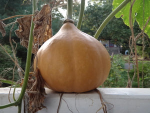 Brown Giant Gourd Seeds for Planting – Heirloom & Non-GMO Crafting and Decorative Variety