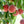 Babcock Peach Fruit Seeds for Planting – Heirloom, Non-GMO, Sweet Yellow-Red Orchard Tree Seeds