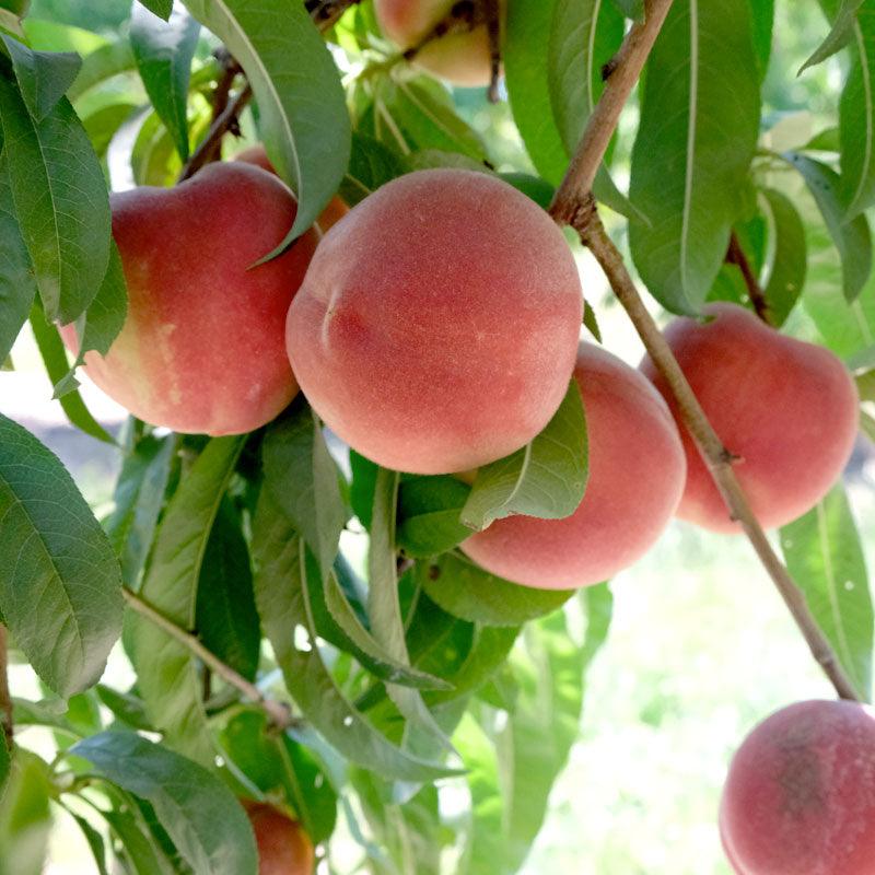 Babcock Peach Fruit Seeds for Planting – Heirloom, Non-GMO, Sweet Yellow-Red Orchard Tree Seeds