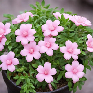 Flower Seeds, Seeds,Seeds For Planting,Plant Seeds
