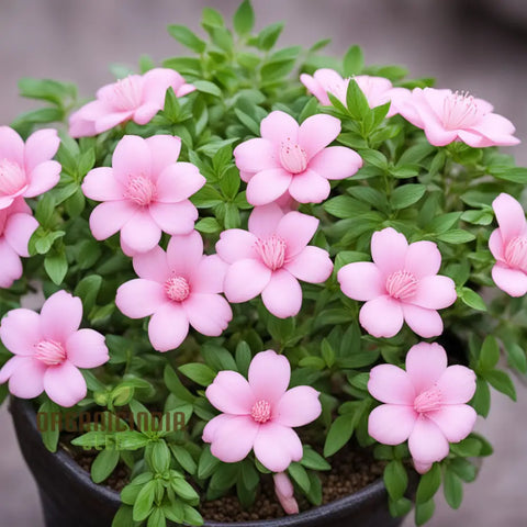 Flower Seeds, Seeds,Seeds For Planting,Plant Seeds