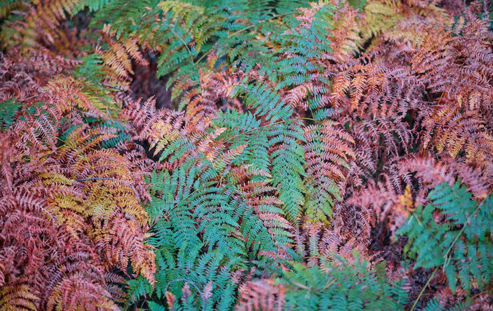 Red Green Fern Seeds for Planting – Sun Loving, Heirloom, Non-GMO, High Germination Organic Garden Seeds