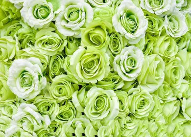 Light Green Unique Roses Flower Seeds for Planting – Heirloom, Non-GMO, High Germination Seeds
