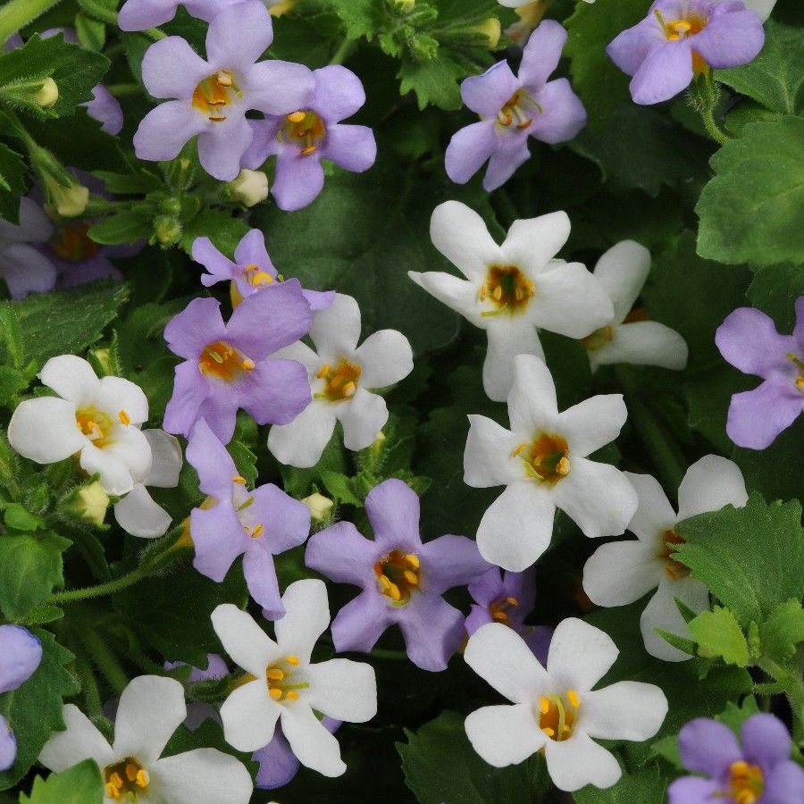 Gulliver Flower Seeds for Planting – Heirloom, Non-GMO, High Germination Organic Garden Seeds