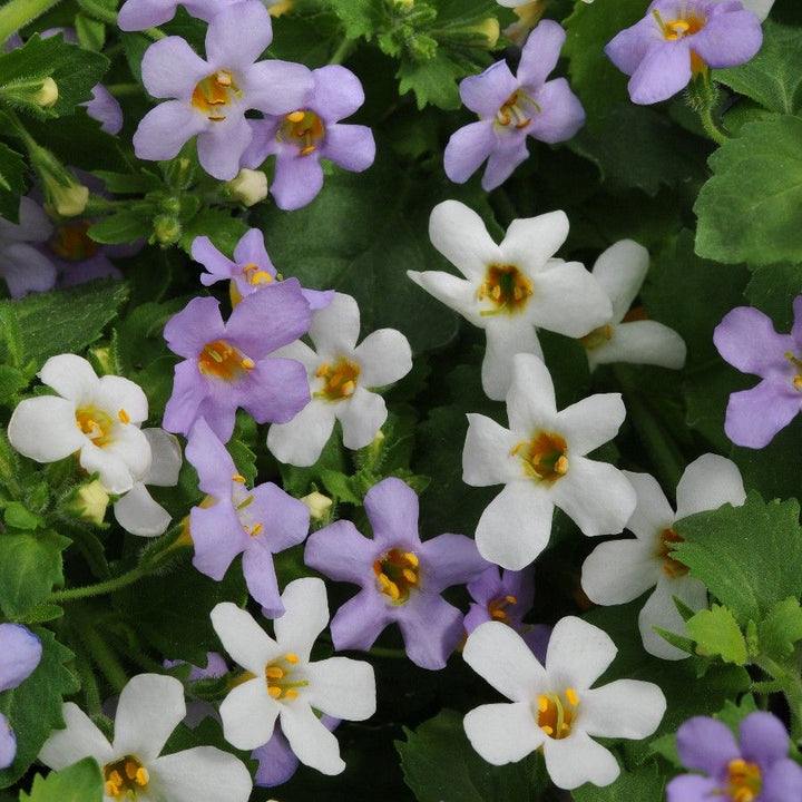 Gulliver Flower Seeds for Planting – Heirloom, Non-GMO, High Germination Organic Garden Seeds