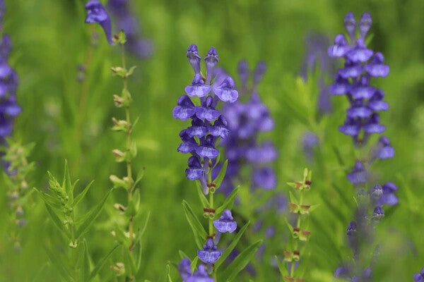 Blue Scutellaria Baicalensis Flower Seeds for Planting – Heirloom Non-GMO, High Germination Organic Garden Seeds