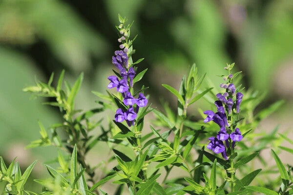 Chinese Skullcap Flower Seeds for Planting – Heirloom Non-GMO, High Germination Organic Garden Seeds