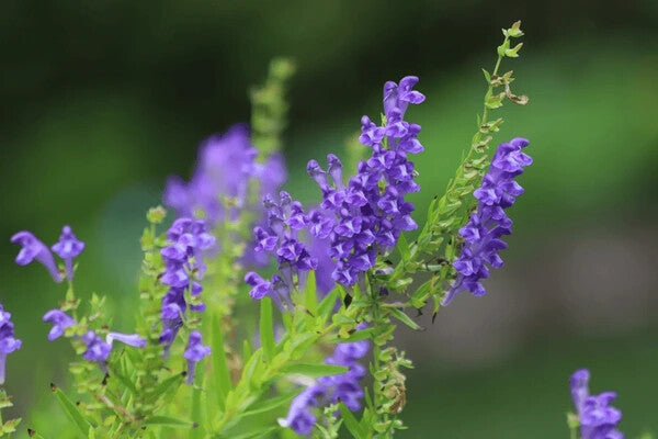 Blue Scutellaria Baicalensis Flower Seeds for Planting – Heirloom Non-GMO, High Germination Organic Garden Seeds