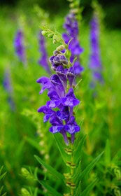 Blue Scutellaria Baicalensis Flower Seeds for Planting – Heirloom Non-GMO, High Germination Organic Garden Seeds