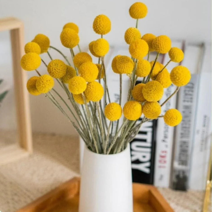 Yellow Balls Craspedia Flower Seeds for Planting – Heirloom Non-GMO, High Germination Organic Garden Seeds