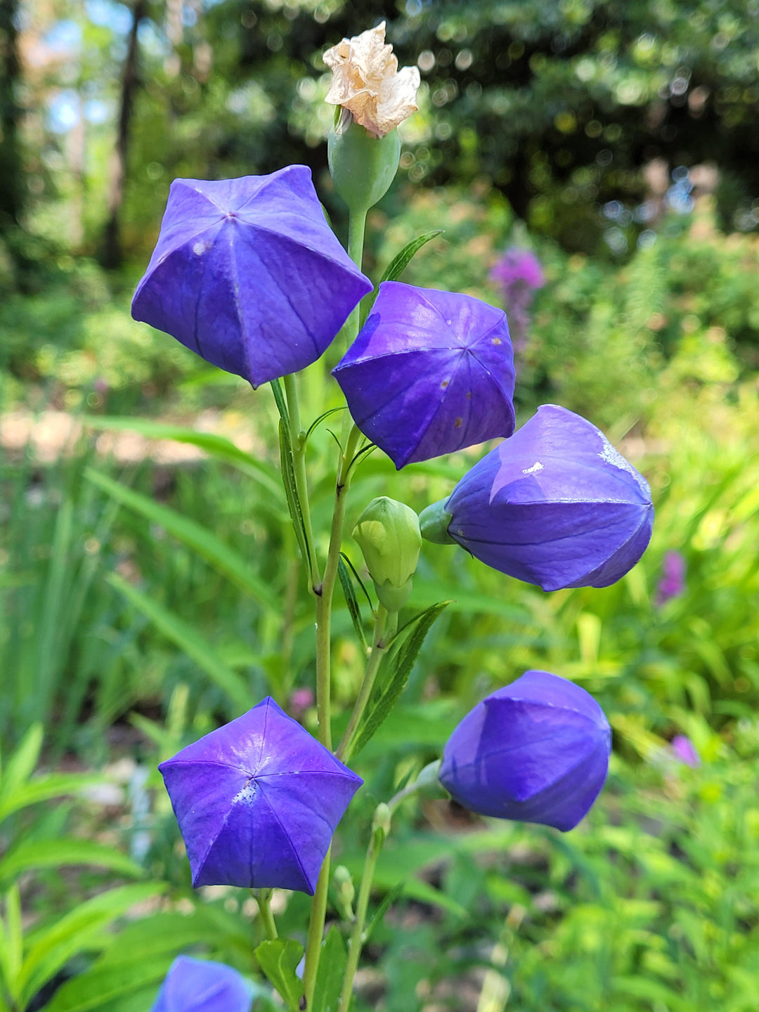 Balloon Flower Seeds for Planting – Heirloom Non-GMO Seeds for Home Garden, High Germination