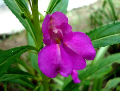 Violet Balsam Camellia Flower Seeds for Planting – Heirloom, Non-GMO, Drought Tolerant, High Germination