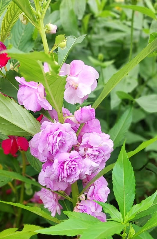 Baby Pink Balsam Flower seeds for Planting - Perfect for Borders, Heirloom & GMO Free Seeds for Home Garden