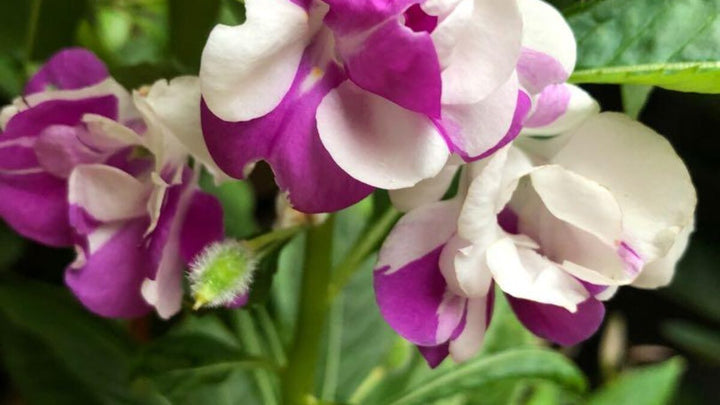 White Violet Balsam Flower Seeds for Planting – Fragrant Blossoms, Heirloom & Non-GMO Seeds for Home Garden