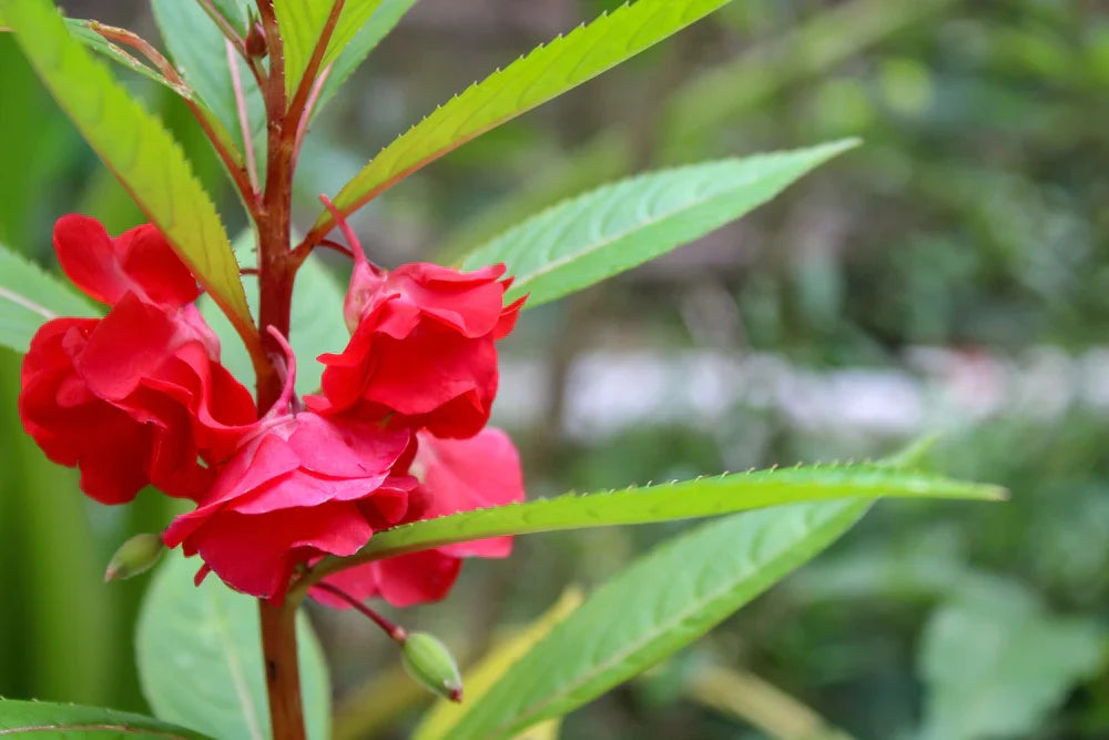 Flower Seeds, Seeds,Seeds For Planting,Plant Seeds