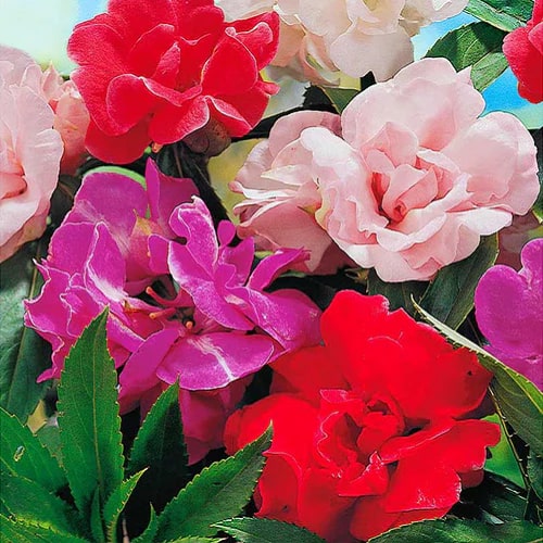Impatiens Balsamine Flower Seeds for Planting – Heirloom, Non-GMO, High Germination