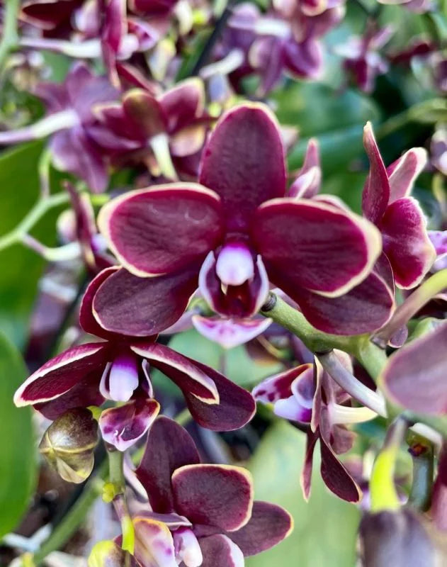 Chocolate Phalaenopsis Orchid Flower Seeds for Planting – Heirloom, Non-GMO, High Germination Organic Garden Seeds