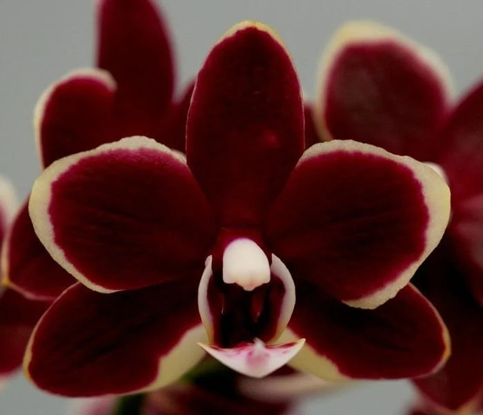 Chocolate Phalaenopsis Orchid Flower Seeds for Planting – Heirloom, Non-GMO, High Germination Organic Garden Seeds