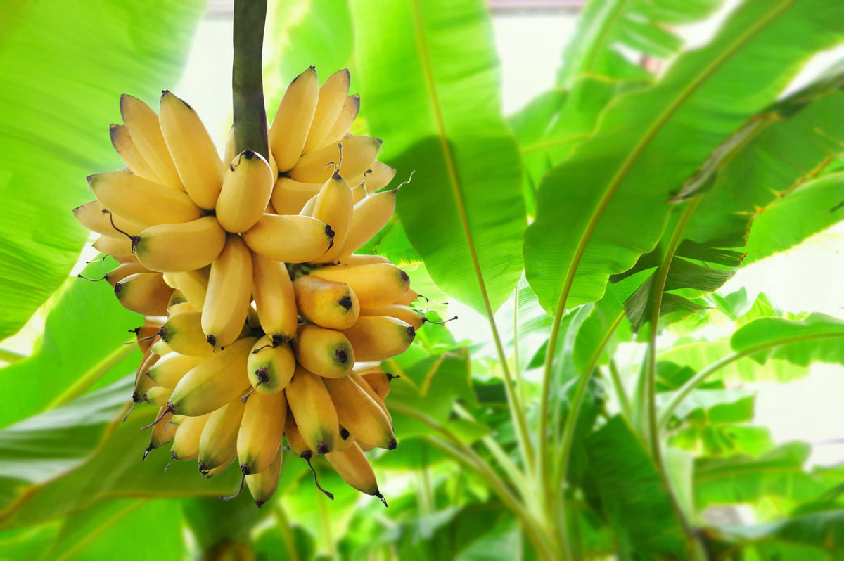 Saba Banana Fruit Seeds for Planting – Heirloom Non-GMO Vibrant Tropical High Germination Organic Garden Seeds