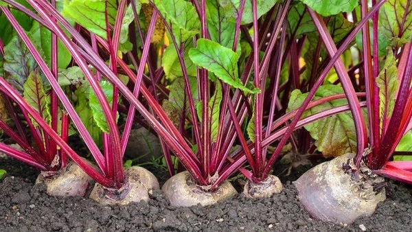 Maroon Red Beetroot Seeds for Planting – Heirloom Non-GMO High Germination Organic Garden Seeds, High-Yield Root Vegetable