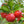 Barbados Cherry fruit seeds for planting – Heirloom & Non-GMO Garden seeds