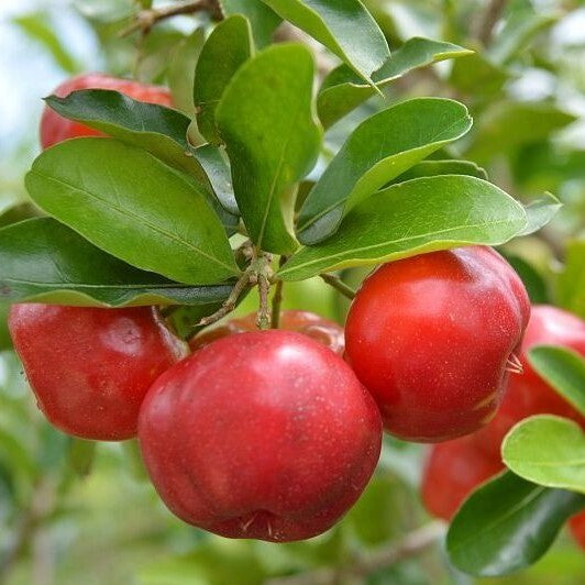 Barbados Cherry fruit seeds for planting – Heirloom & Non-GMO Garden seeds