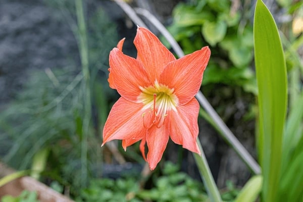 Dark Orange Amaryllis Barbados Seeds for Planting – Premium Quality, Heirloom, Non-GMO, High Germination Organic Garden Seeds