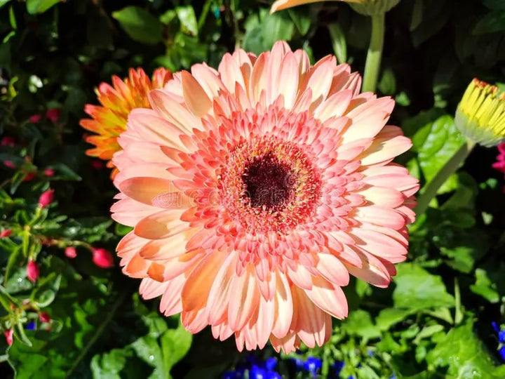 White Orange Aster Flower Seeds for Planting – Heirloom, Non-GMO, High Germination Organic Garden Seeds