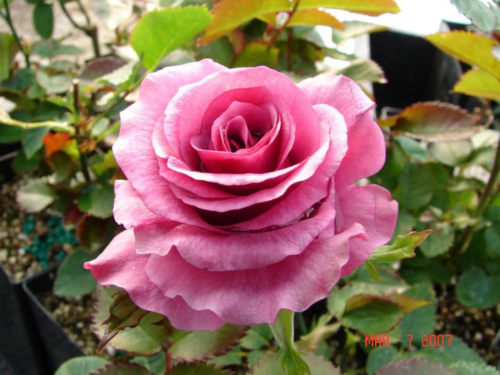 Barbara Streisand Lavender Rose Flower Seeds for Planting – Heirloom, Non-GMO, High Germination