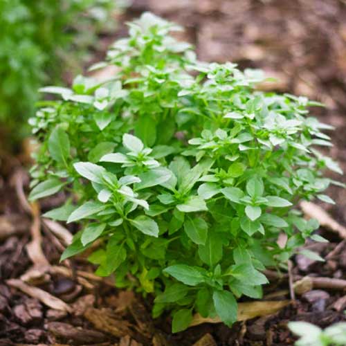 Herb Seeds,Garden seeds, Seeds For Planting,Plant Seeds