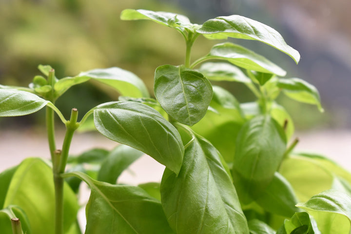 Light Green Basil Herb Seeds for Planting – Heirloom, Non-GMO Seeds for Compact and Lush Gardens