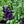 Basil Seed Mix Herb Seeds for Planting – Heirloom, Non-GMO, Organic Garden Seeds with High Germination