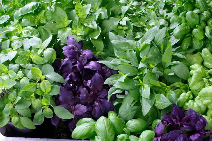 Basil Seed Mix Herb Seeds for Planting – Heirloom, Non-GMO, Organic Garden Seeds with High Germination