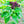 Basil Seed Mix Herb Seeds for Planting – Heirloom, Non-GMO, Organic Garden Seeds with High Germination