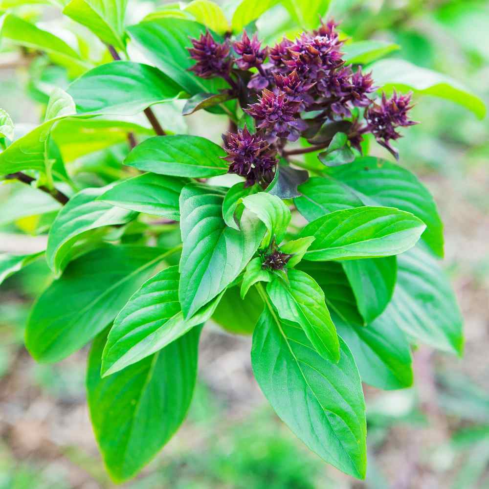 Basil Seed Mix Herb Seeds for Planting – Heirloom, Non-GMO, Organic Garden Seeds with High Germination