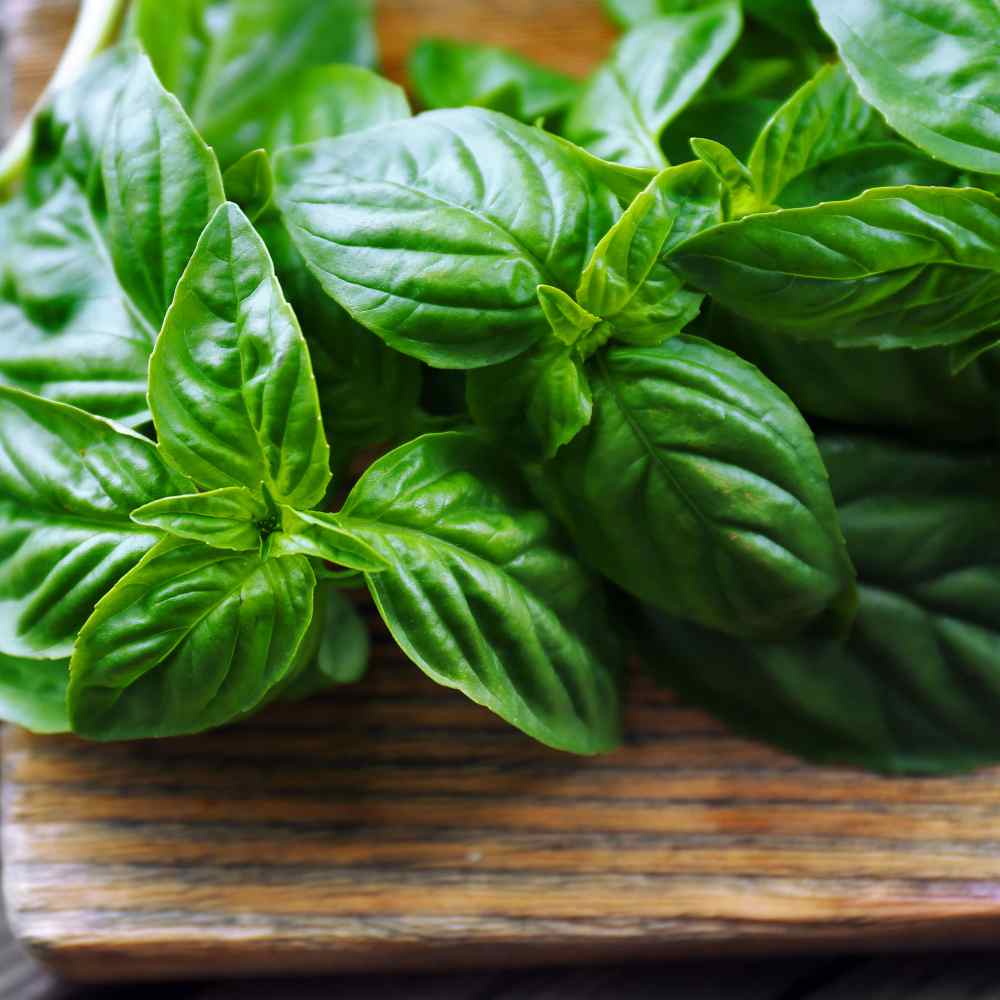 Sweet Basil Herb Seeds for Planting – Heirloom, Non-GMO Versatile Seeds for Culinary and Medicinal Gardens